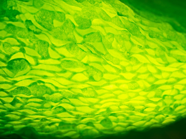 ONDE VERTE