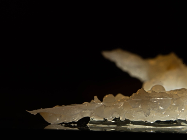 FEUILLE BLANCHE À ROSÉE